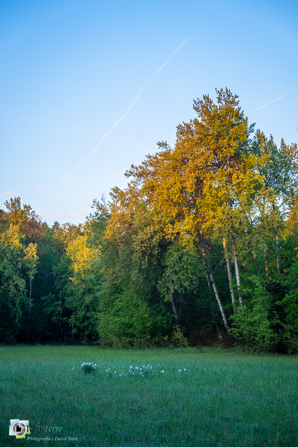 Alpes de Haute Provence, Revest-des-Brousses, lever du jour, parc naturel régional du luberon, prairie__