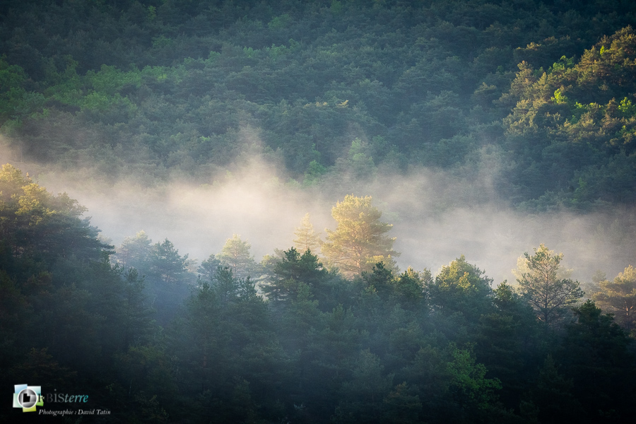 Alpes de Haute Provence, Revest-des-Brousses, brume, forêt, parc naturel régional du luberon__
