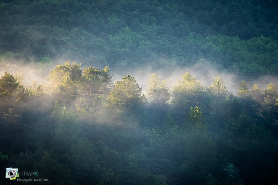 Alpes de Haute Provence, Revest-des-Brousses, brume, forêt, parc naturel régional du luberon__