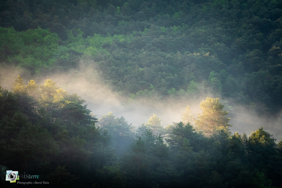Alpes de Haute Provence, Revest-des-Brousses, brume, forêt, parc naturel régional du luberon__