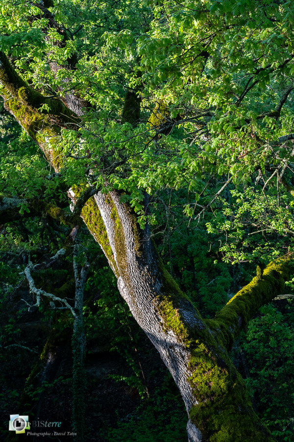 Alpes de Haute Provence, Revest-des-Brousses, chêne pubescent, parc naturel régional du luberon__