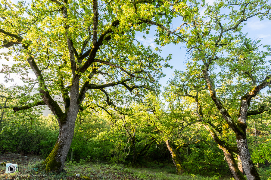 Alpes de Haute Provence, Revest-des-Brousses, chêne pubescent, parc naturel régional du luberon__