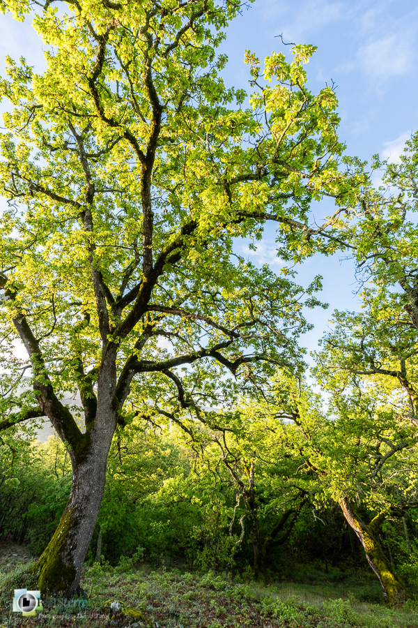 Alpes de Haute Provence, Revest-des-Brousses, chêne pubescent, parc naturel régional du luberon__