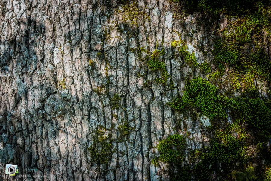 Alpes de Haute Provence, Revest-des-Brousses, chêne pubescent, mousse, parc naturel régional du luberon, tronc, écorce__
