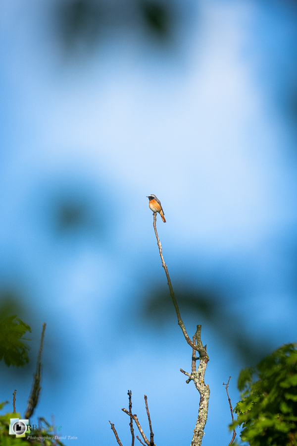 Alpes de Haute Provence, Aves, Birds, Common Redstart, Muscicapidae, Muscicapidés, Oiseaux, Passériformes, Phoenicurus phoenicurus, Revest-des-Brousses, Rougequeue à front blanc, Uccelli, Vögel, faune, oiseau, parc naturel régional du luberon__