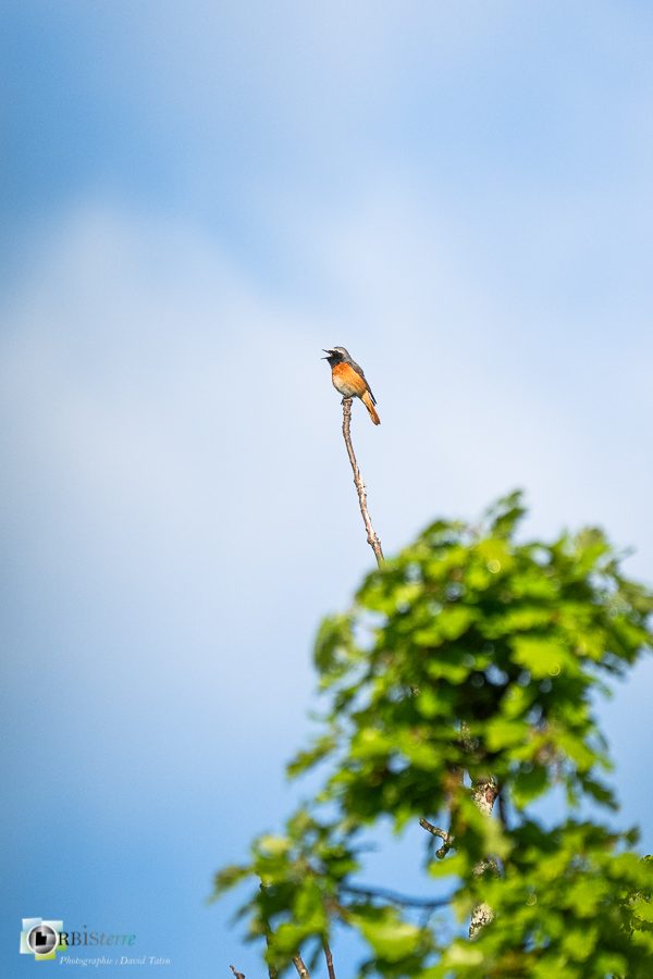 Alpes de Haute Provence, Aves, Birds, Common Redstart, Muscicapidae, Muscicapidés, Oiseaux, Passériformes, Phoenicurus phoenicurus, Revest-des-Brousses, Rougequeue à front blanc, Uccelli, Vögel, faune, oiseau, parc naturel régional du luberon__