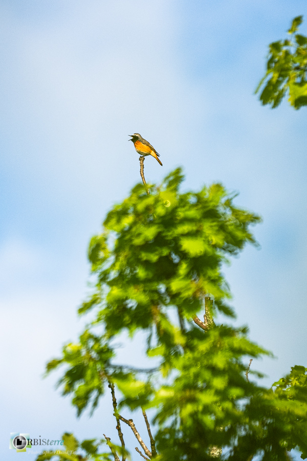 Alpes de Haute Provence, Aves, Birds, Common Redstart, Muscicapidae, Muscicapidés, Oiseaux, Passériformes, Phoenicurus phoenicurus, Revest-des-Brousses, Rougequeue à front blanc, Uccelli, Vögel, faune, oiseau, parc naturel régional du luberon__