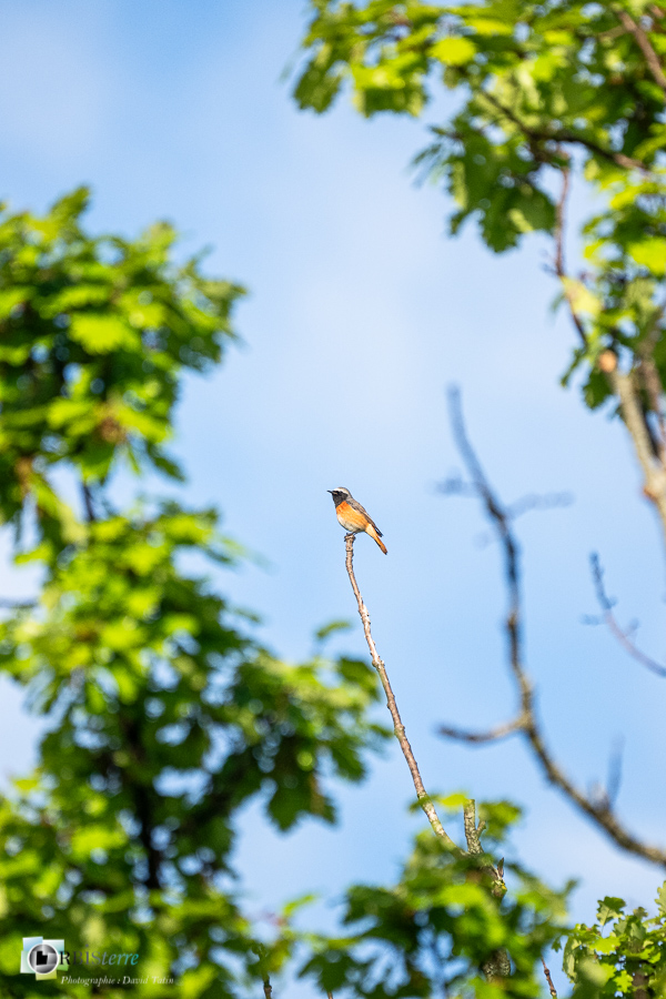 Alpes de Haute Provence, Aves, Birds, Common Redstart, Muscicapidae, Muscicapidés, Oiseaux, Passériformes, Phoenicurus phoenicurus, Revest-des-Brousses, Rougequeue à front blanc, Uccelli, Vögel, faune, oiseau, parc naturel régional du luberon__