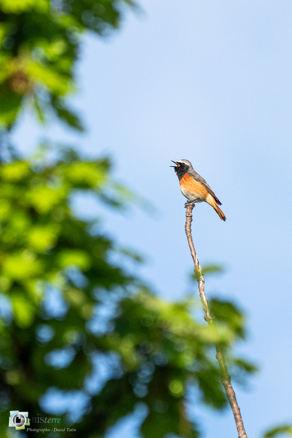 Alpes de Haute Provence, Aves, Birds, Common Redstart, Muscicapidae, Muscicapidés, Oiseaux, Passériformes, Phoenicurus phoenicurus, Revest-des-Brousses, Rougequeue à front blanc, Uccelli, Vögel, faune, oiseau, parc naturel régional du luberon__