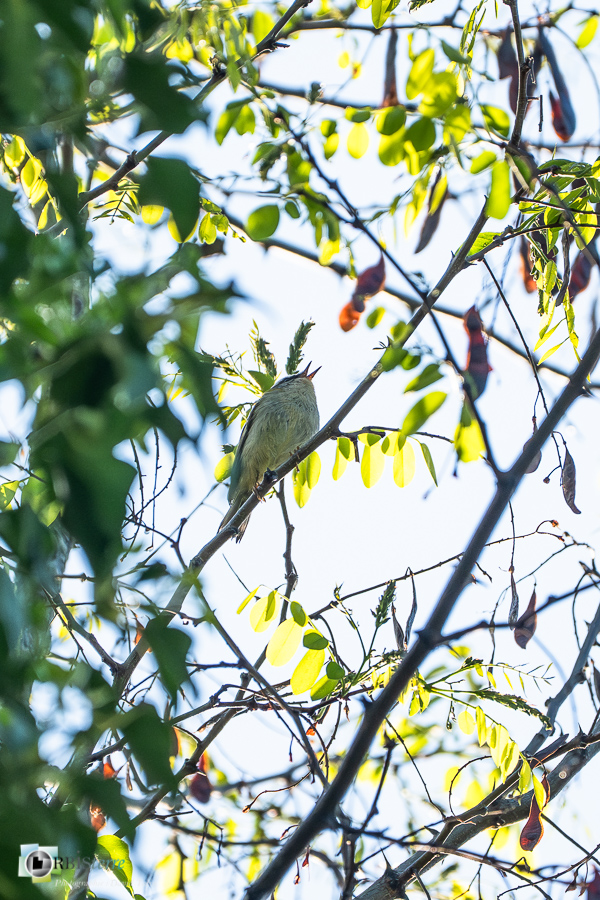 Alpes de Haute Provence, Aves, Birds, Common Firecrest, Oiseaux, Passériformes, Regulus ignicapilla, Revest-des-Brousses, Roitelet triple-bandeau, Régulidae, Régulidés, Uccelli, Vögel, faune, oiseau, parc naturel régional du luberon__