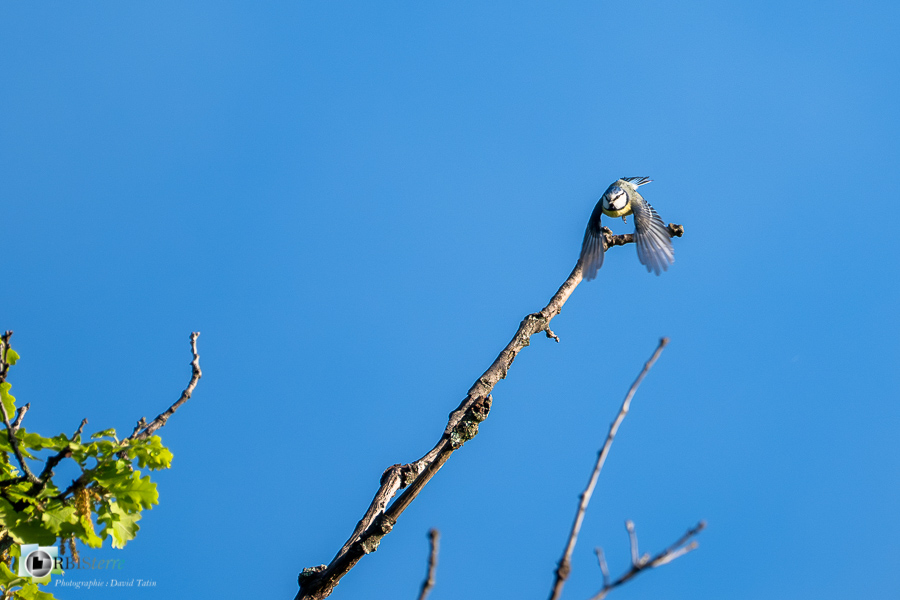 Alpes de Haute Provence, Revest-des-Brousses, faune, mésange bleue, oiseau, parc naturel régional du luberon__