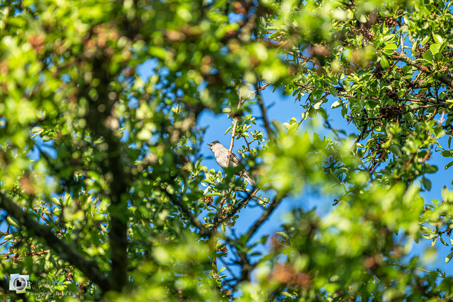 Alpes de Haute Provence, Aves, Birds, Eurasian Blackcap, Fauvette à tête noire, Oiseaux, Passériformes, Revest-des-Brousses, Sylvia atricapilla, Sylviidae, Sylviidés, Uccelli, Vögel, faune, oiseau, parc naturel régional du luberon__