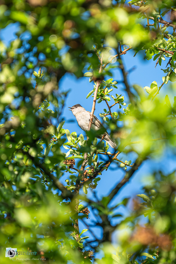 Alpes de Haute Provence, Aves, Birds, Eurasian Blackcap, Fauvette à tête noire, Oiseaux, Passériformes, Revest-des-Brousses, Sylvia atricapilla, Sylviidae, Sylviidés, Uccelli, Vögel, faune, oiseau, parc naturel régional du luberon__