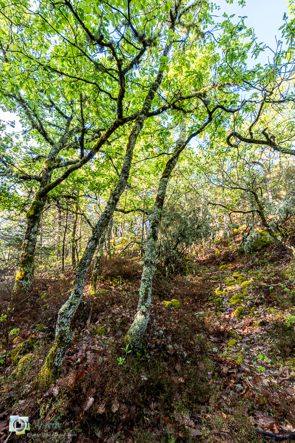 Alpes de Haute Provence, Revest-des-Brousses, bruyère, forêt, parc naturel régional du luberon, taillis__