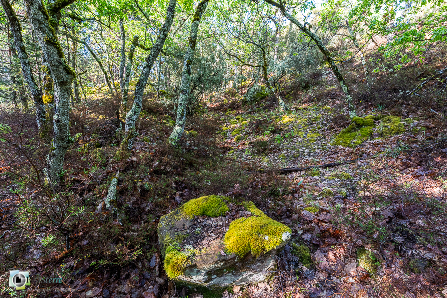 Alpes de Haute Provence, Revest-des-Brousses, bruyère, forêt, parc naturel régional du luberon, taillis__