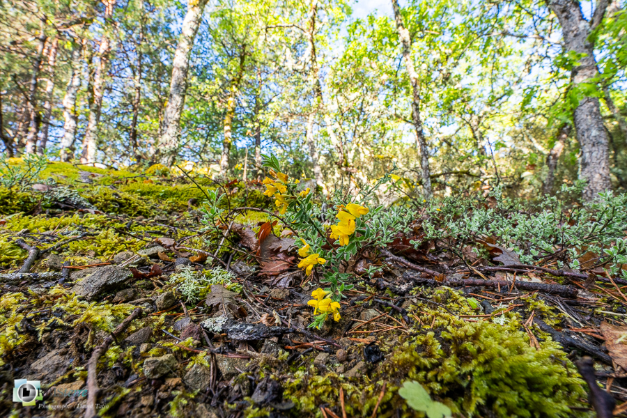 Alpes de Haute Provence, Revest-des-Brousses, flore, genista pilosa, parc naturel régional du luberon__