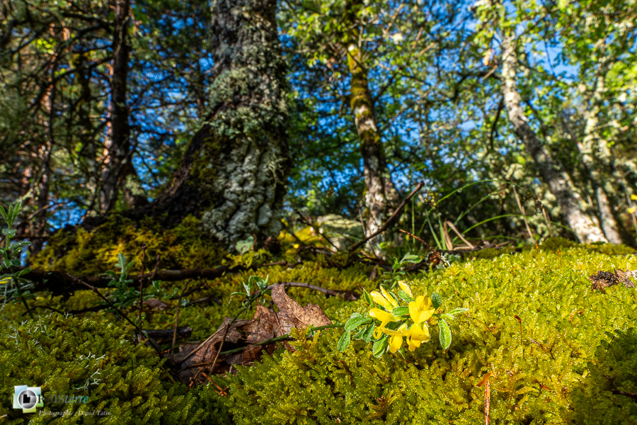 Alpes de Haute Provence, Revest-des-Brousses, flore, genista pilosa, parc naturel régional du luberon__