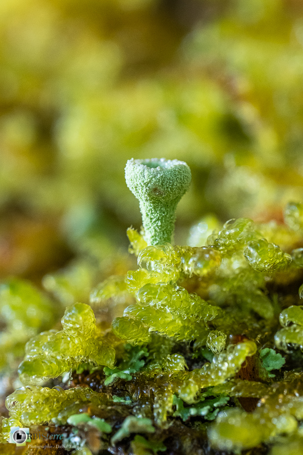 Alpes de Haute Provence, Revest-des-Brousses, lichen, macro, mousse, parc naturel régional du luberon__
