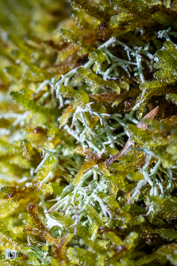 Alpes de Haute Provence, Revest-des-Brousses, lichen, macro, mousse, parc naturel régional du luberon__