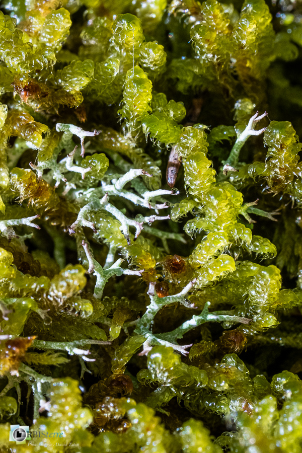 Alpes de Haute Provence, Revest-des-Brousses, lichen, macro, mousse, parc naturel régional du luberon__