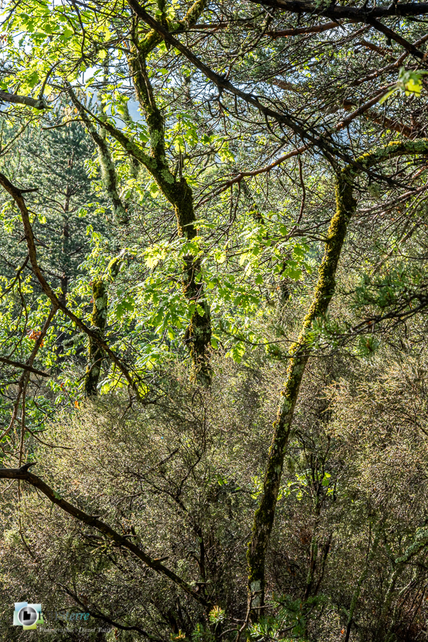 Alpes de Haute Provence, Revest-des-Brousses, bruyère, chêne, forêt, parc naturel régional du luberon, sous-bois__
