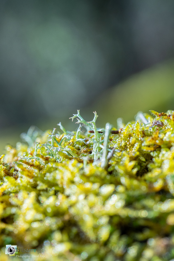 Alpes de Haute Provence, Revest-des-Brousses, lichen, macro, mousse, parc naturel régional du luberon__