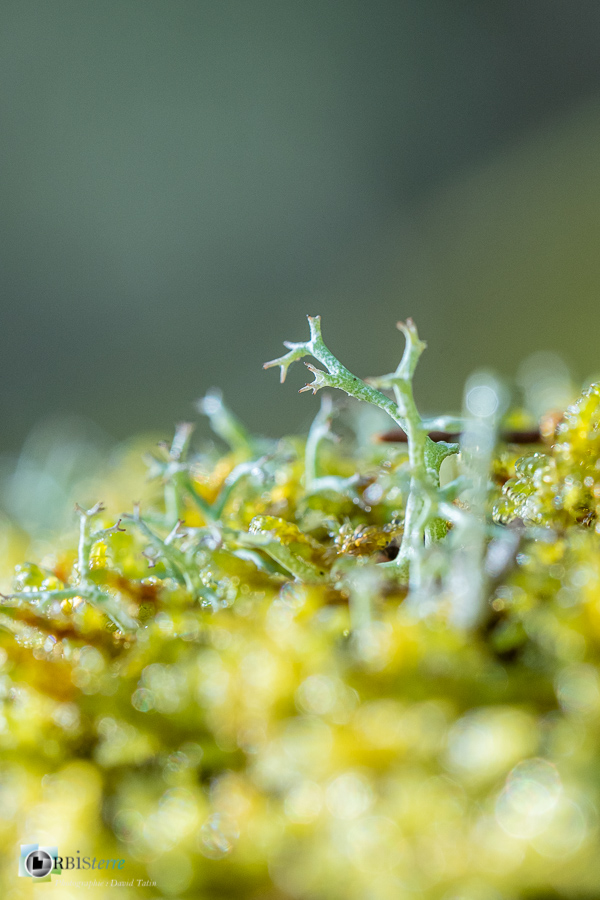 Alpes de Haute Provence, Revest-des-Brousses, lichen, macro, mousse, parc naturel régional du luberon__