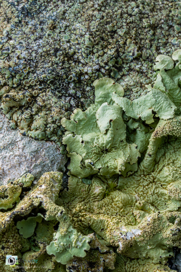 Alpes de Haute Provence, Revest-des-Brousses, lichen, parc naturel régional du luberon, rocher__