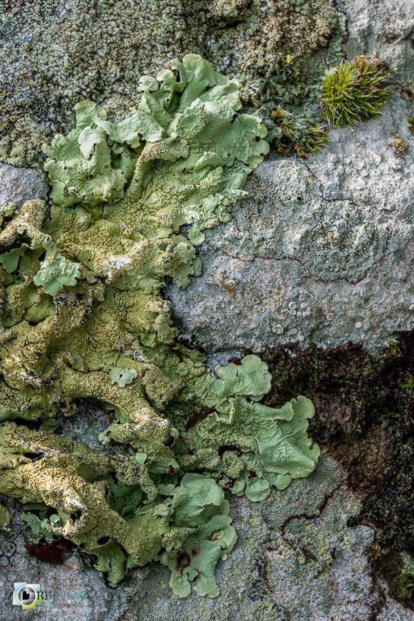 Alpes de Haute Provence, Revest-des-Brousses, lichen, parc naturel régional du luberon, rocher__
