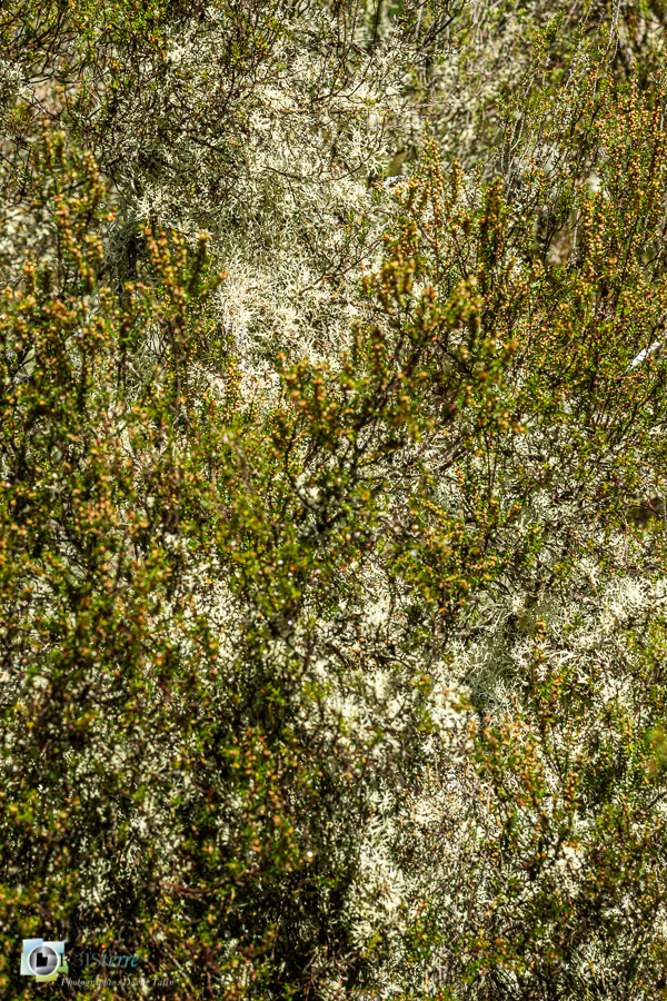 Alpes de Haute Provence, Revest-des-Brousses, bruyère, lichen, parc naturel régional du luberon__