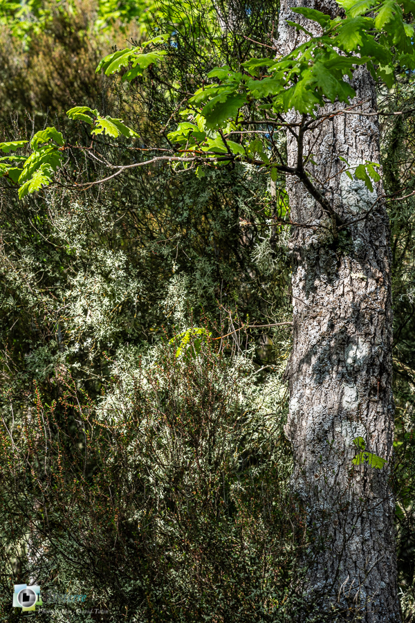 Alpes de Haute Provence, Revest-des-Brousses, bruyère, chêne pubescent, lichen, parc naturel régional du luberon__