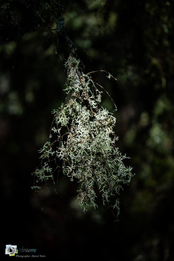 Alpes de Haute Provence, Revest-des-Brousses, lichen, parc naturel régional du luberon__