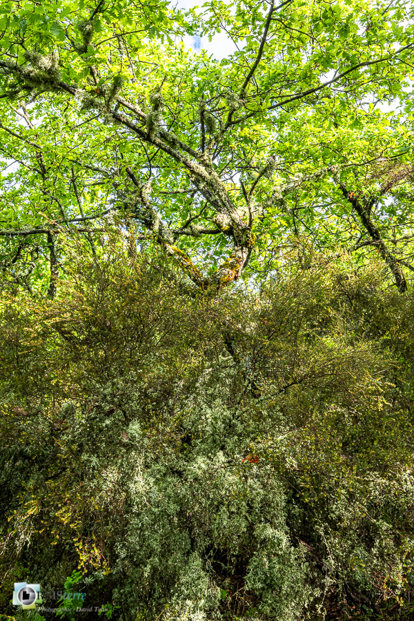 Alpes de Haute Provence, Revest-des-Brousses, bruyère, chêne pubescent, forêt, parc naturel régional du luberon, sous-bois__