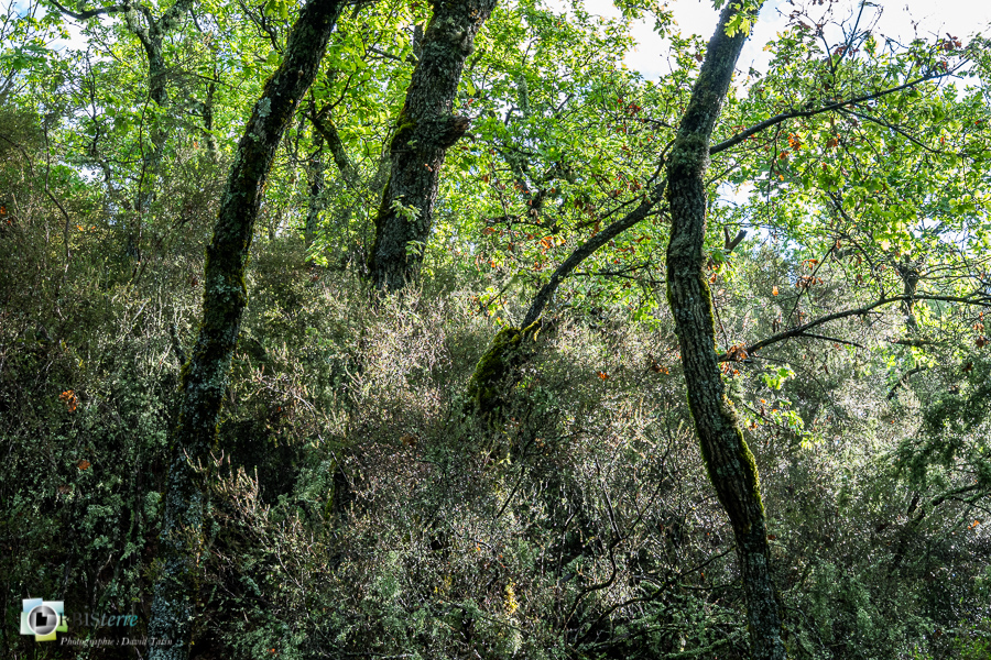 Alpes de Haute Provence, Revest-des-Brousses, bruyère, chêne pubescent, forêt, parc naturel régional du luberon, sous-bois__