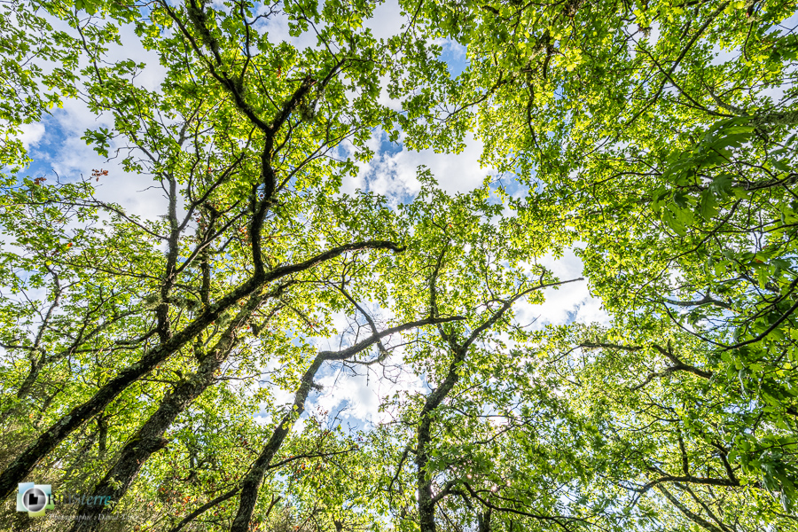 Alpes de Haute Provence, Revest-des-Brousses, canopée, chêne pubescent, feuillage, forêt, parc naturel régional du luberon, taillis__