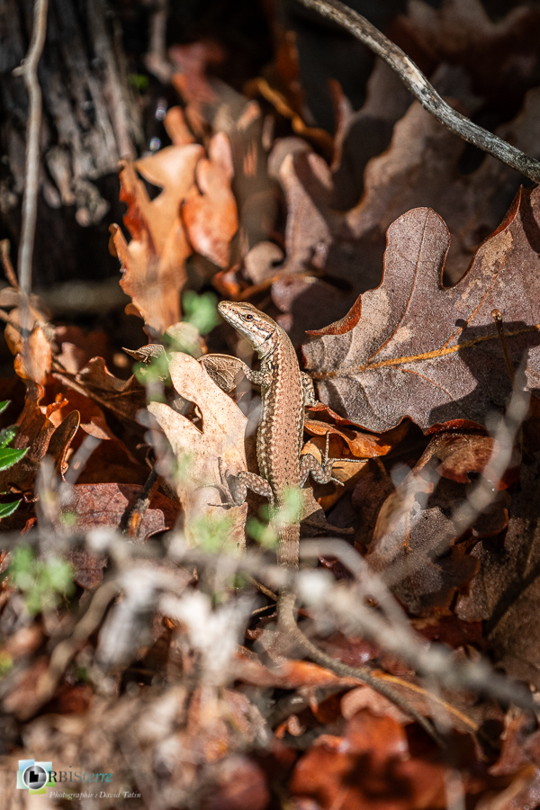 Alpes de Haute Provence, Revest-des-Brousses, faune, lézard des murailles, parc naturel régional du luberon, reptile__