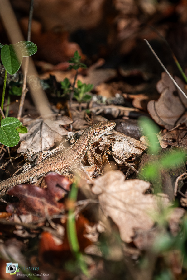 Alpes de Haute Provence, Revest-des-Brousses, faune, lézard des murailles, parc naturel régional du luberon, reptile__