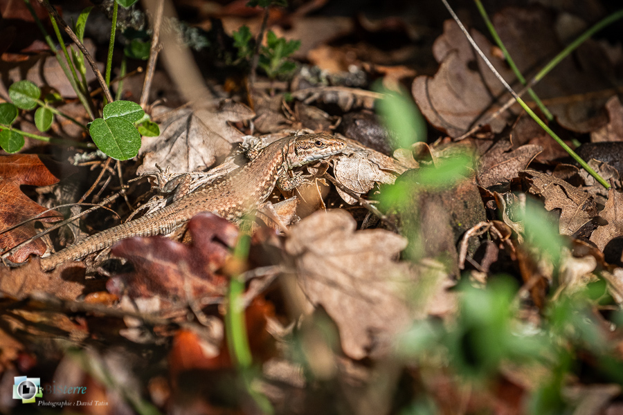 Alpes de Haute Provence, Revest-des-Brousses, faune, lézard des murailles, parc naturel régional du luberon, reptile__
