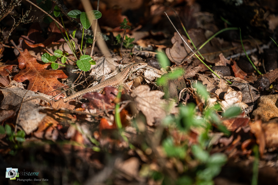 Alpes de Haute Provence, Revest-des-Brousses, faune, lézard des murailles, parc naturel régional du luberon, reptile__