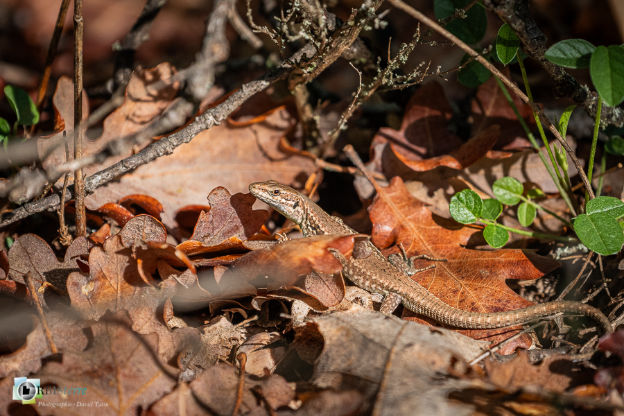 Alpes de Haute Provence, Revest-des-Brousses, faune, lézard des murailles, parc naturel régional du luberon, reptile__