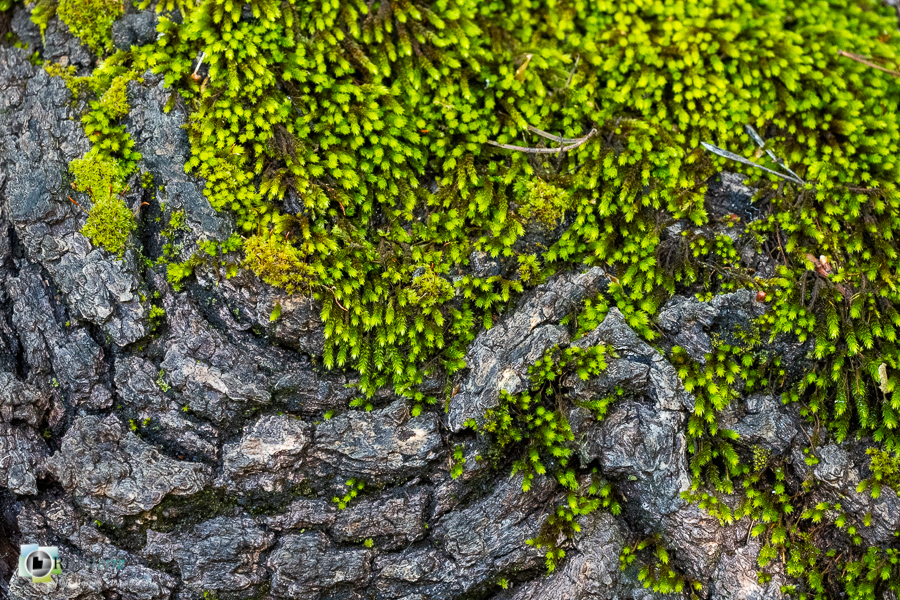 Alpes de Haute Provence, Revest-des-Brousses, mousse, parc naturel régional du luberon, écorce__
