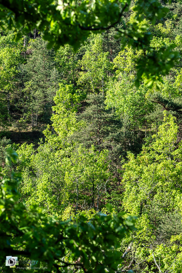 Alpes de Haute Provence, Revest-des-Brousses, forêt, parc naturel régional du luberon__