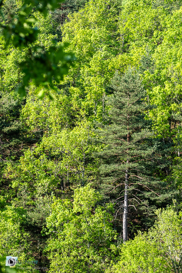 Alpes de Haute Provence, Revest-des-Brousses, forêt, parc naturel régional du luberon__