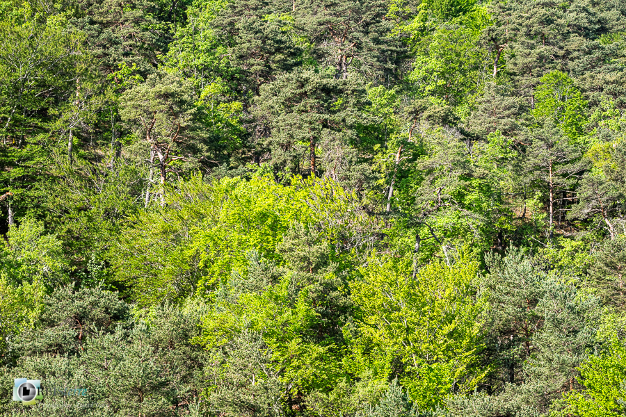 Alpes de Haute Provence, Revest-des-Brousses, forêt, parc naturel régional du luberon__