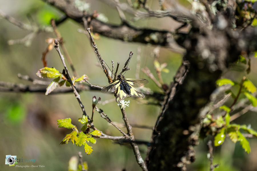 Alpes de Haute Provence, Revest-des-Brousses, ascalaphe soufré, faune, insecte, libelluloides coccajus, parc naturel régional du luberon__