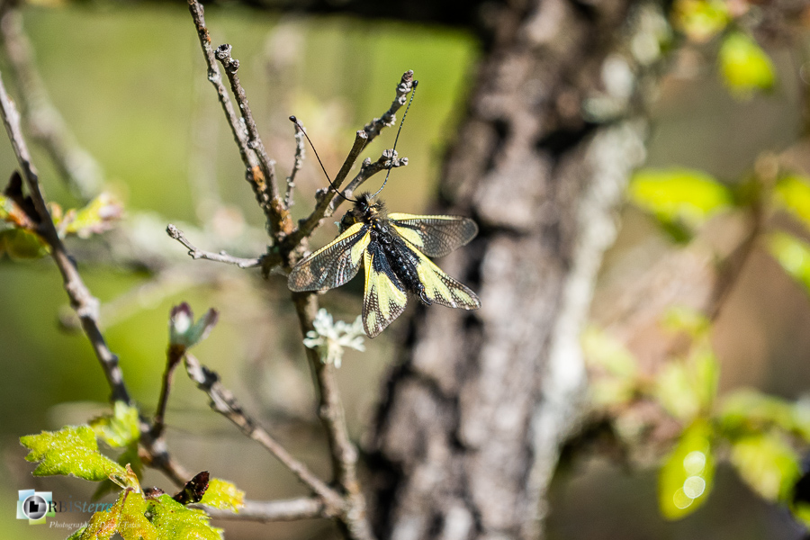 Alpes de Haute Provence, Revest-des-Brousses, ascalaphe soufré, faune, insecte, libelluloides coccajus, parc naturel régional du luberon__