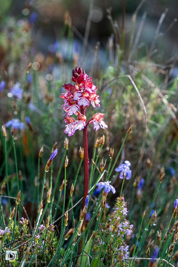 Alpes de Haute Provence, Revest-des-Brousses, flore, orchidée, orchis purpurea, parc naturel régional du luberon__