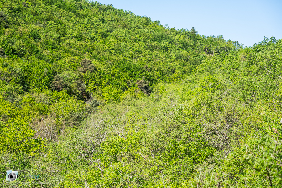 Alpes de Haute Provence, Revest-des-Brousses, forêt, parc naturel régional du luberon__