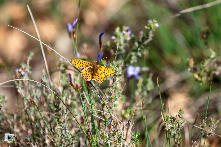 Alpes de Haute Provence, Boloria, Revest-des-Brousses, faune, insecte, papillon, parc naturel régional du luberon__
