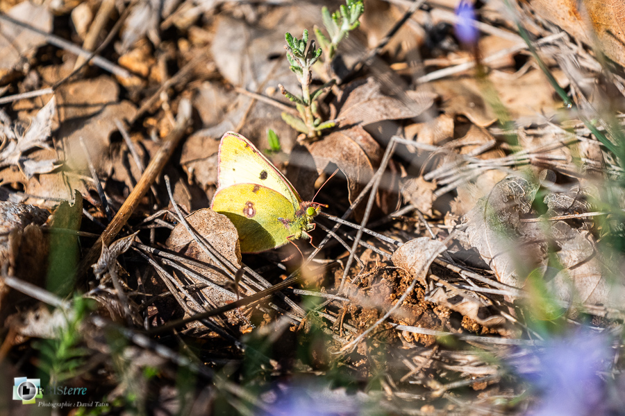 Alpes de Haute Provence, Revest-des-Brousses, colias croceus, faune, insecte, papillon, parc naturel régional du luberon, souci__